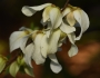 Asimina reticulata image