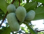 Asimina triloba image