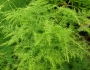 Asparagus setaceus image