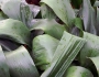 Aspidistra elatior image