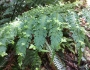 Asplenium bulbiferum image