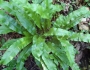 Asplenium scolopendrium image