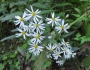 Aster ageratoides image