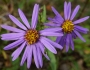 Aster amellus image