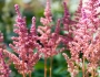 Astilbe japonica image