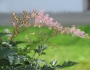 Astilbe simplicifolia image