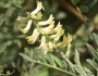 Astragalus canadensis image