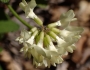Astragalus trichopodus image