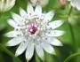 Astrantia major image