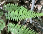 Athyrium asplenioides image