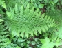 Athyrium filix-femina image