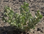 Atriplex argentea image