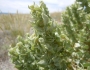 Atriplex confertifolia image