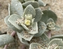Atriplex leucophylla image