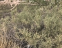 Atriplex linearis image