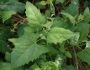 Atriplex patula image