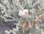 Atriplex polycarpa image