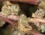 Atriplex serenana image