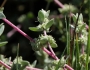 Atriplex watsonii image