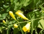 Aureolaria flava image