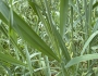 Avena fatua image