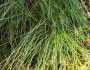 Avenella flexuosa image