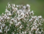 Baccharis angustifolia image