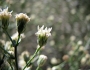 Baccharis brachyphylla image