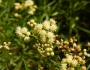 Baccharis douglasii image
