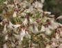 Baccharis halimifolia image