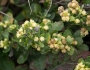 Baccharis pilularis image