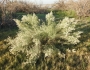 Baccharis salicina image