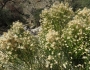 Baccharis sarothroides image