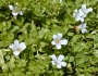 Bacopa monnieri image