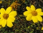 Bahiopsis laciniata image