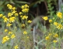Balduina angustifolia image