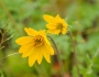 Balsamorhiza hookeri image