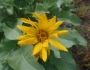 Balsamorhiza sagittata image