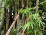 Bambusa vulgaris image
