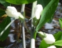Baptisia alba image