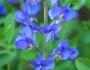 Baptisia australis image