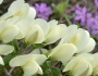 Baptisia bracteata image