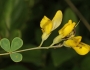 Baptisia tinctoria image