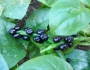 Basella alba image
