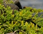 Batis maritima image