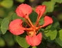 Bauhinia galpinii image