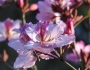 Bauhinia variegata image