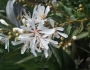 Bejaria racemosa image