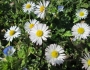 Bellis perennis image
