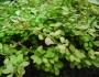 Berberis koreana image